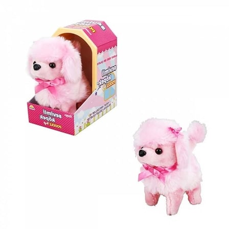 Sevimli Köpek Poodle Najmaddin