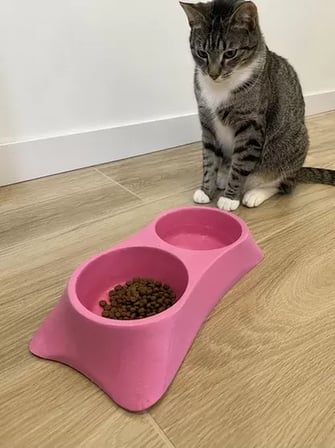 Sh İkili Model Beton Kedi Köpek Mama Ve Su Kabı (24cm × 12cm × 5cm) - Pembe Najmaddin