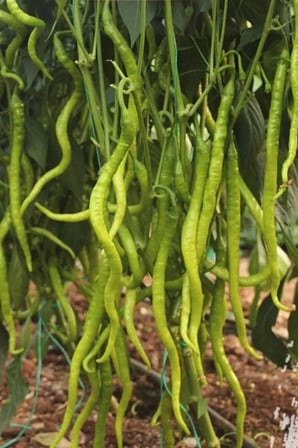 Tedar Tatlı Kıl Biber Tohumu 10 Gr Najmaddin