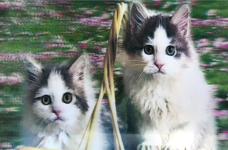 Ayd 3 Boyutlu Resim  Sevimli Kediler İkili Kedi Resmi Tablosu 40x60 Cm