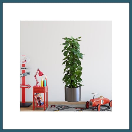 Bezos Saksılı Bitki Tasarımlı Yapışkanlı Sticker Resim 90*30 cm MC-665 OB