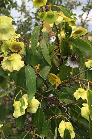 Karaçalı Otu 1000 gr