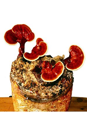 Reishi Mantarı Tozu (Ganoderma Lucidum) 1000 gr