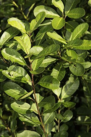 Mate Yaprağı / Yerba Mate Çayı 1000 gr