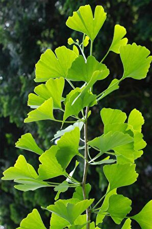 Ginkgo Biloba Yaprağı 3x30 gr