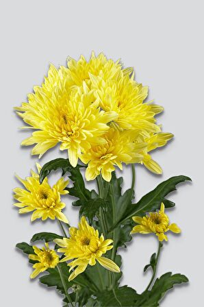 Karahindiba 40 gr x 6 Adet