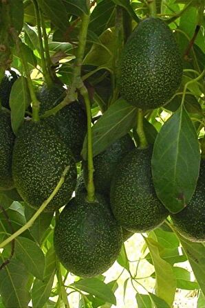 Avokado Yaprağı 3x50 gr