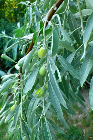 Zeytin Yaprağı 6x40 gr