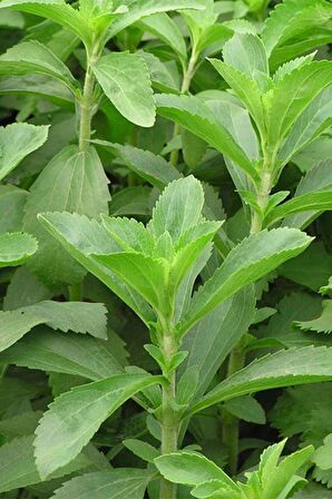 Stevia Yaprağı (Şeker Otu) 20 gr x 3 Adet