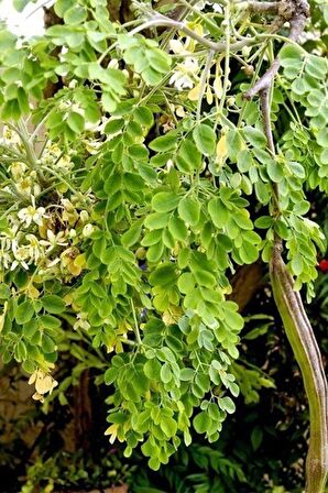 Moringa Bitkisi (Çayı) 30 gr x 6 Adet