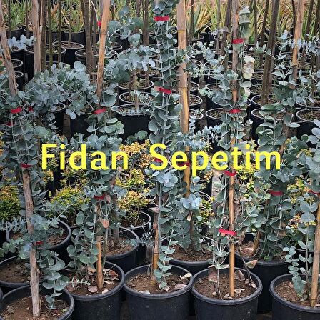 2 Yaş Eucalyptus Cinerea Silver Dollar Bodur Okaliptus Fidanı