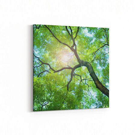Olla 10497K Ağaç Görseli Kare Kanvas Tablo (Ölçü: 25X25)