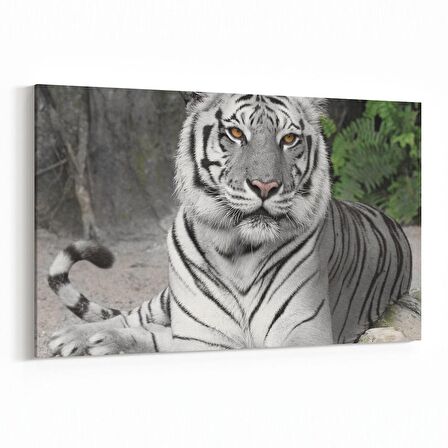 Olla 12515Y Hayvanlar Alemi Görseli Yatay Kanvas Tablo (Ölçü: 70X50)