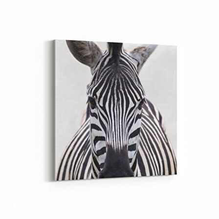 Olla 12512K Hayvanlar Alemi Görseli Kare Kanvas Tablo (Ölçü: 100X100)