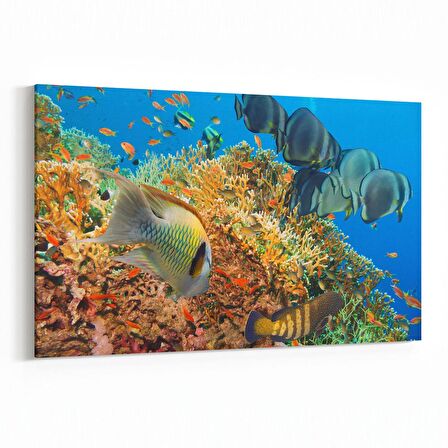Olla 12125Y Akvaryum / Balık Görseli Yatay Kanvas Tablo (Ölçü: 30X20)