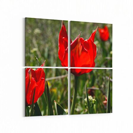 Olla 14225K4 Doğa / Manzara Görseli Kare 4'lü Kanvas Tablo (Ölçü: 145X145)