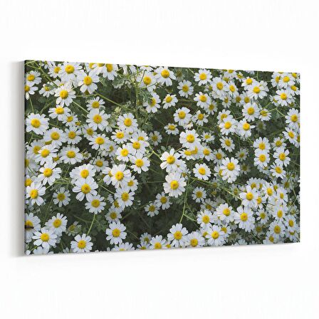 Olla 11611Y Çiçek Görseli Yatay Kanvas Tablo (Ölçü: 90X60)