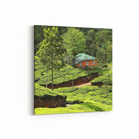 Olla 13341K Doğa / Manzara Görseli Kare Kanvas Tablo (Ölçü: 25X25)