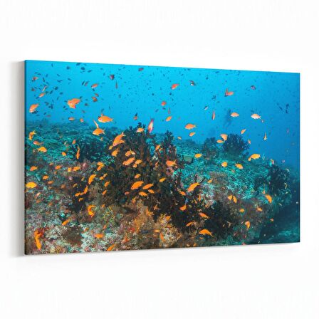 Olla 12111Y Akvaryum / Balık Görseli Yatay Kanvas Tablo (Ölçü: 45X30)