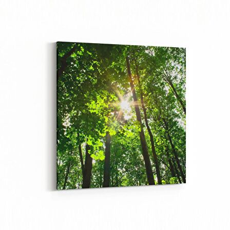 Olla 13710K Doğa / Manzara Görseli Kare Kanvas Tablo (Ölçü: 25X25)