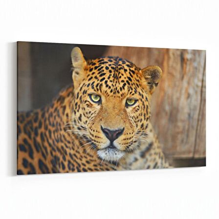 Olla 12487Y Hayvanlar Alemi Görseli Yatay Kanvas Tablo (Ölçü: 120X80)