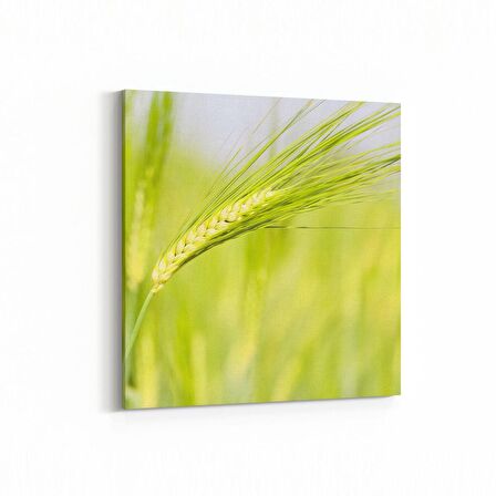 Olla 14327K Doğa / Manzara Görseli Kare Kanvas Tablo (Ölçü: 25X25)