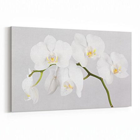Olla 11691Y Orkide Çiçek Görseli Yatay Kanvas Tablo (Ölçü: 90X60)