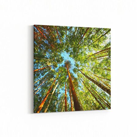 Olla 11032K Ağaç Görseli Kare Kanvas Tablo (Ölçü: 25X25)