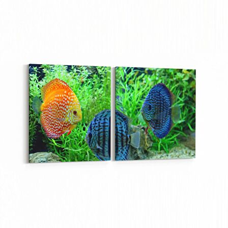 Olla 12179K2Y Akvaryum / Balık Görseli Kare 2'li Yatay Kanvas Tablo (Ölçü: 105X50)