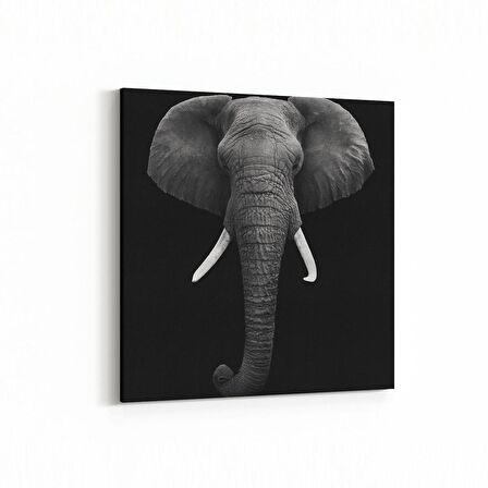 Olla 12508K Hayvanlar Alemi Görseli Kare Kanvas Tablo (Ölçü: 25X25)