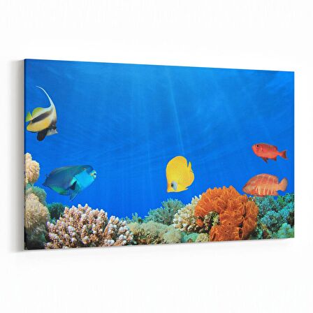 Olla 12202Y Akvaryum / Balık Görseli Yatay Kanvas Tablo (Ölçü: 120X80)