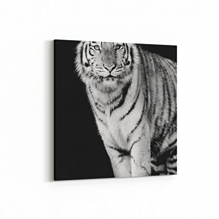 Olla 12537K Hayvanlar Alemi Görseli Kare Kanvas Tablo (Ölçü: 25X25)