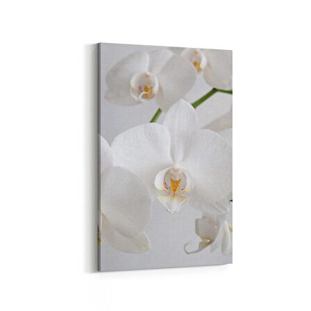 Olla 11723D Orkide Çiçek Görseli Dikey Kanvas Tablo (Ölçü: 70X105)