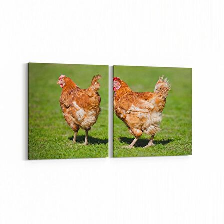 Olla 12591K2Y Hayvanlar Alemi Görseli Kare 2'li Yatay Kanvas Tablo (Ölçü: 65X30)