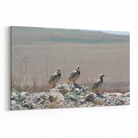 Olla 12549Y Hayvanlar Alemi Görseli Yatay Kanvas Tablo (Ölçü: 45X30)