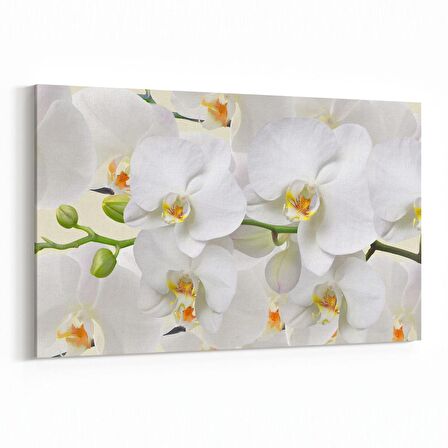 Olla 11733Y Orkide Çiçek Görseli Yatay Kanvas Tablo (Ölçü: 150X100)