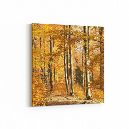 Olla 14576K Doğa / Manzara Görseli Kare Kanvas Tablo (Ölçü: 30X30)