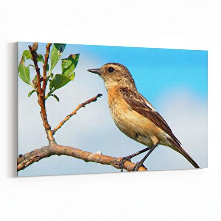 Olla 12647Y Hayvanlar Alemi Görseli Yatay Kanvas Tablo (Ölçü: 150X100)