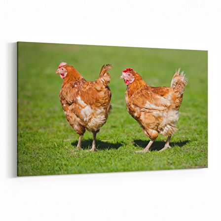 Olla 12591Y Hayvanlar Alemi Görseli Yatay Kanvas Tablo (Ölçü: 150X100)