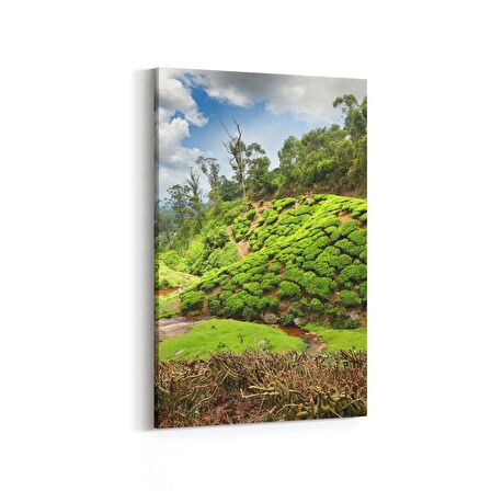 Olla 14544D Doğa / Manzara Görseli Dikey Kanvas Tablo (Ölçü: 100X150)