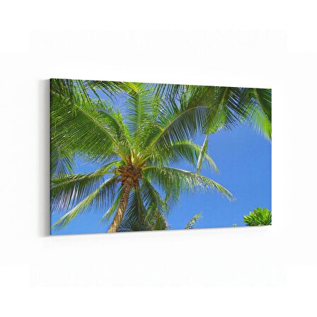 Olla 11548Y Palmiye Ağacı Görseli Yatay Kanvas Tablo (Ölçü: 150X100)