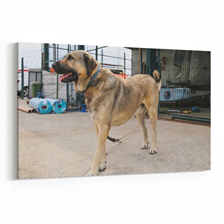 Olla 12617Y Hayvanlar Alemi Görseli Yatay Kanvas Tablo (Ölçü: 45X30)