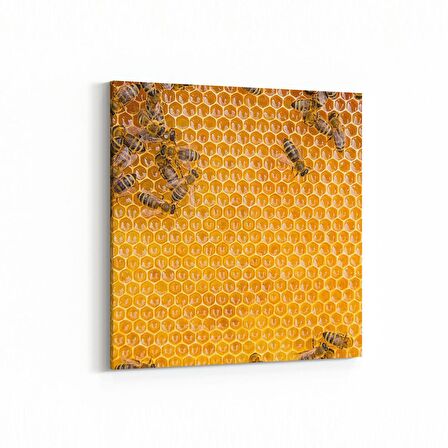 Olla 12613K Hayvanlar Alemi Görseli Kare Kanvas Tablo (Ölçü: 25X25)