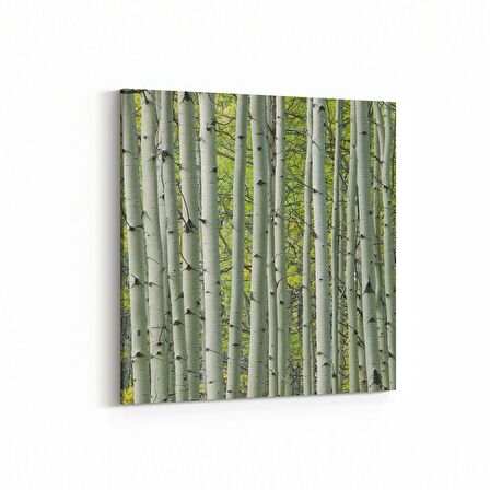 Olla 13468K Doğa / Manzara Görseli Kare Kanvas Tablo (Ölçü: 25X25)