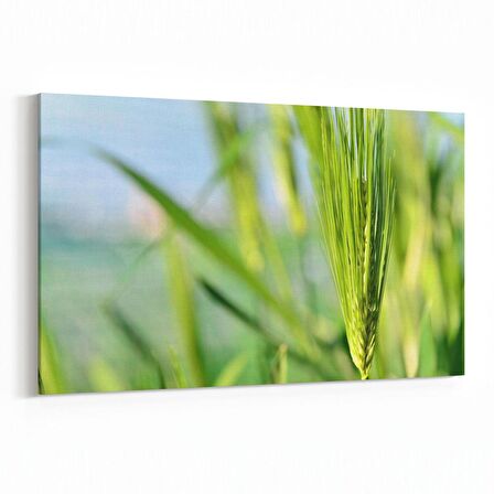 Olla 14299Y Doğa / Manzara Görseli Yatay Kanvas Tablo (Ölçü: 90X60)