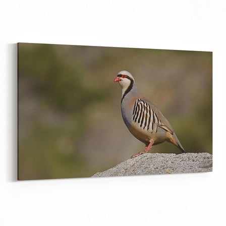 Olla 12471Y Hayvanlar Alemi Görseli Yatay Kanvas Tablo (Ölçü: 30X20)