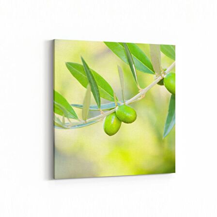 Olla 15115K Gıda Görseli Kare Kanvas Tablo (Ölçü: 25X25)