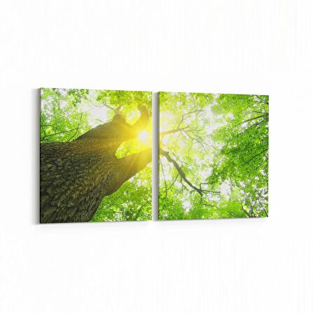Olla 10627K2Y Ağaç Görseli Kare 2'li Yatay Kanvas Tablo (Ölçü: 145X70)