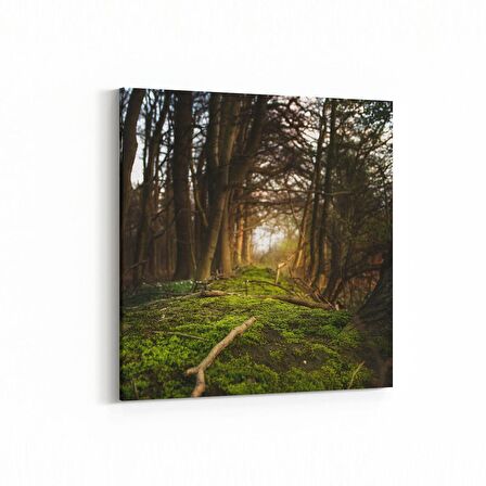 Olla 14005K Doğa / Manzara Görseli Kare Kanvas Tablo (Ölçü: 100X100)