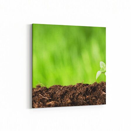 Olla 14288K Doğa / Manzara Görseli Kare Kanvas Tablo (Ölçü: 25X25)